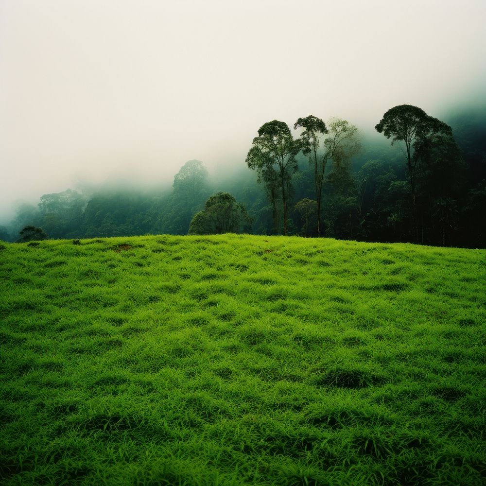 Photo of a Rainforest land countryside vegetation.