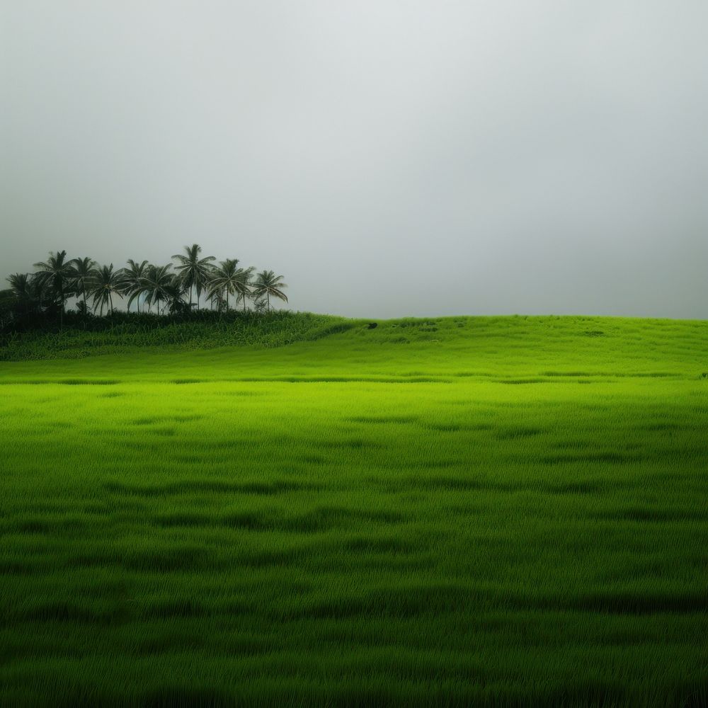 Photo of a Rainforest landscape green countryside.