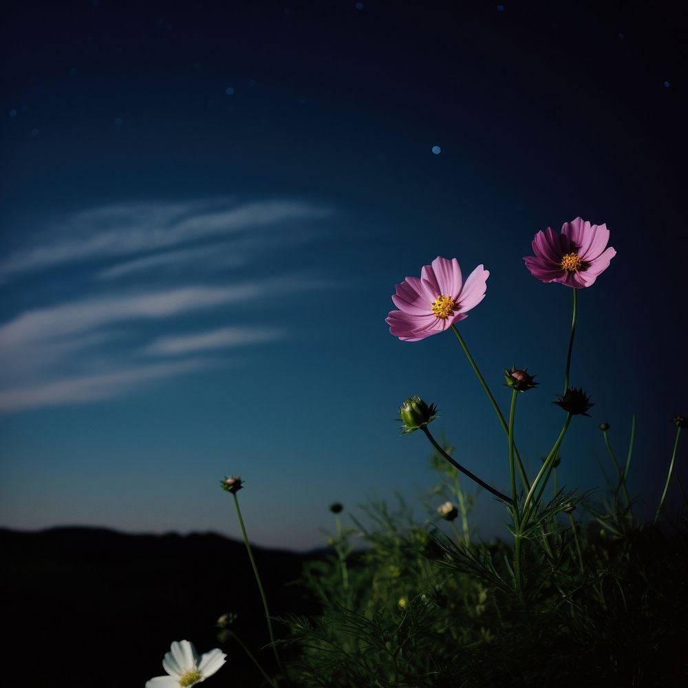 Photo of cosmos landscape asteraceae outdoors.