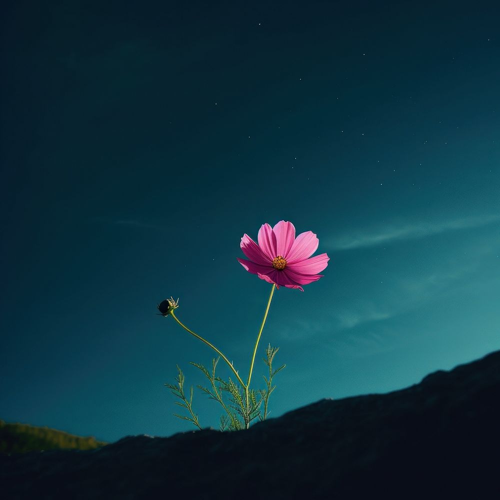 Photo of cosmos asteraceae outdoors blossom.