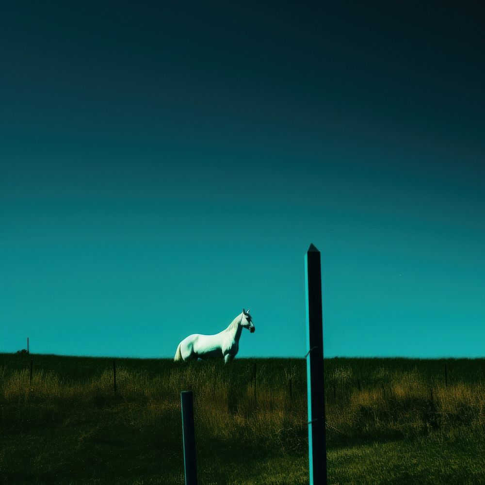 Photo of unicorn field grassland outdoors.