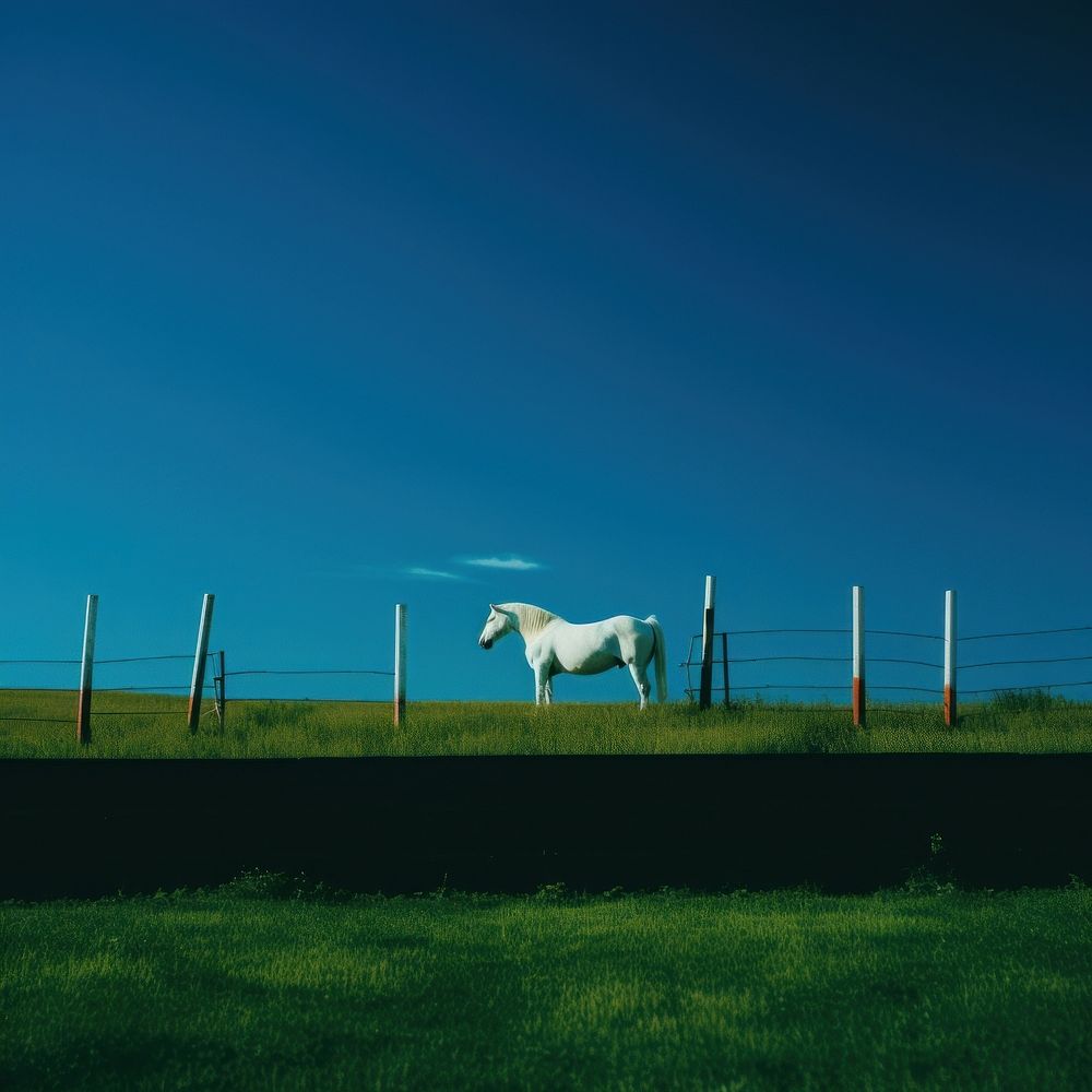 Photo of unicorn field countryside grassland.