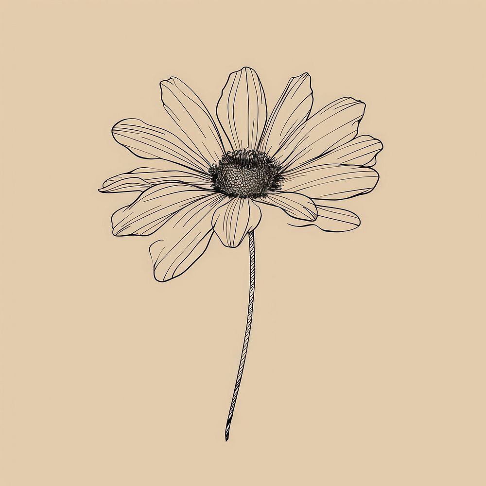 Hand drawn of daisy drawing sketch monochrome.