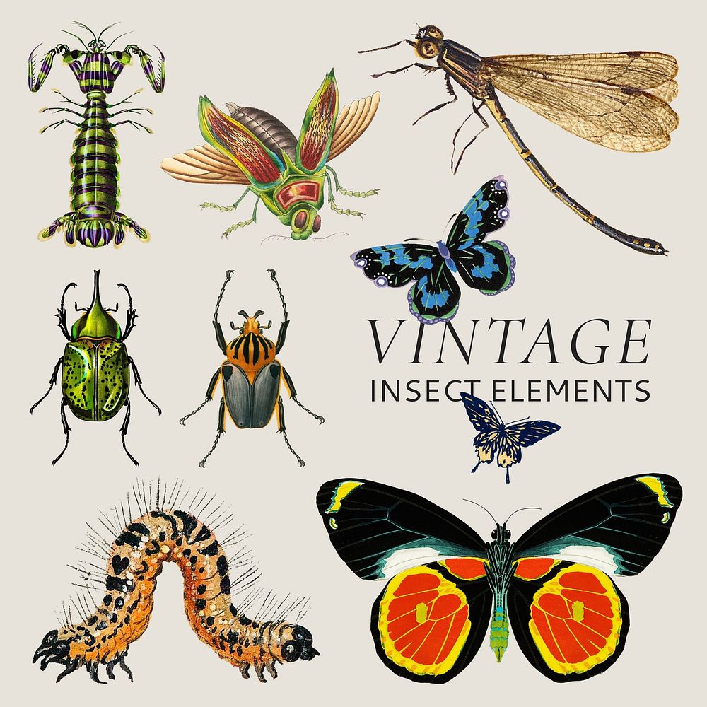 Vintage insect animal design element set