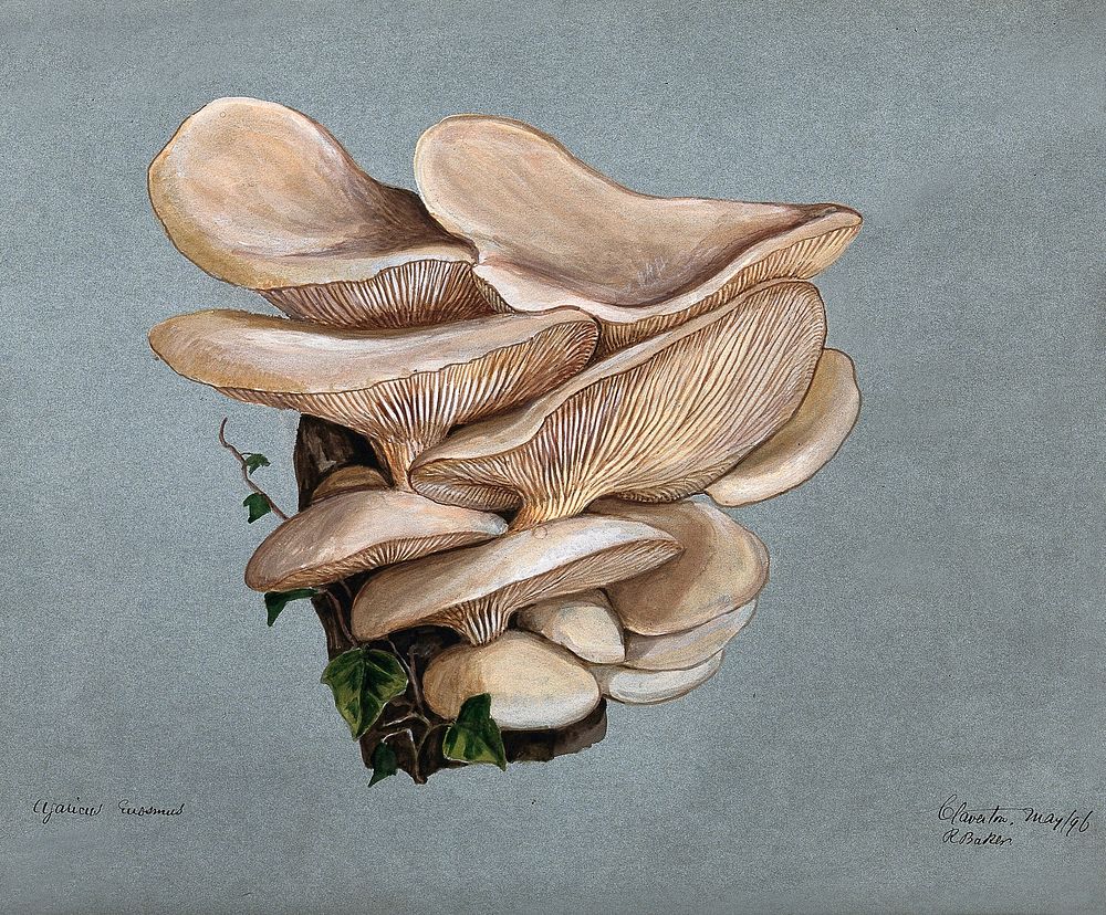 A fungus (Agaricus euosmus) growing on wood. Watercolour by R. Baker, 1896. Original public domain image from Wellcome…