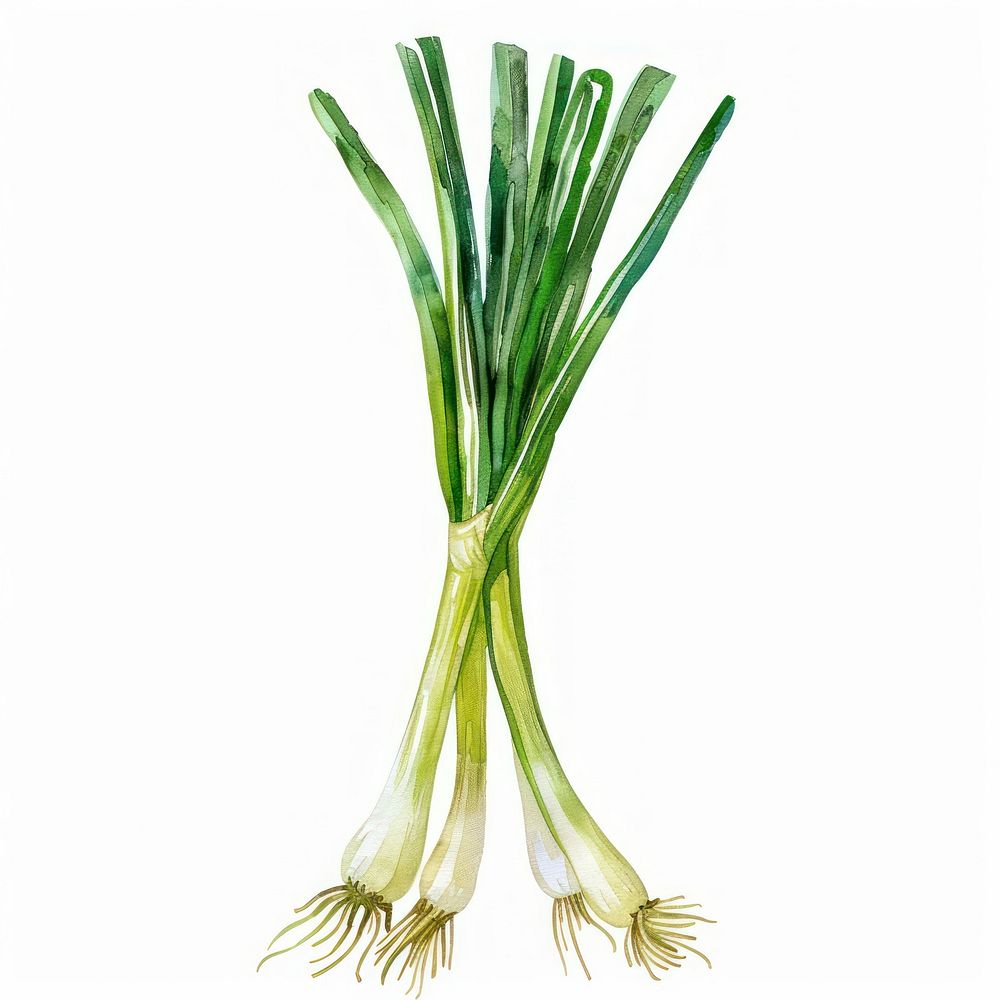 An isolated fresh scallions food illustration watercolor.