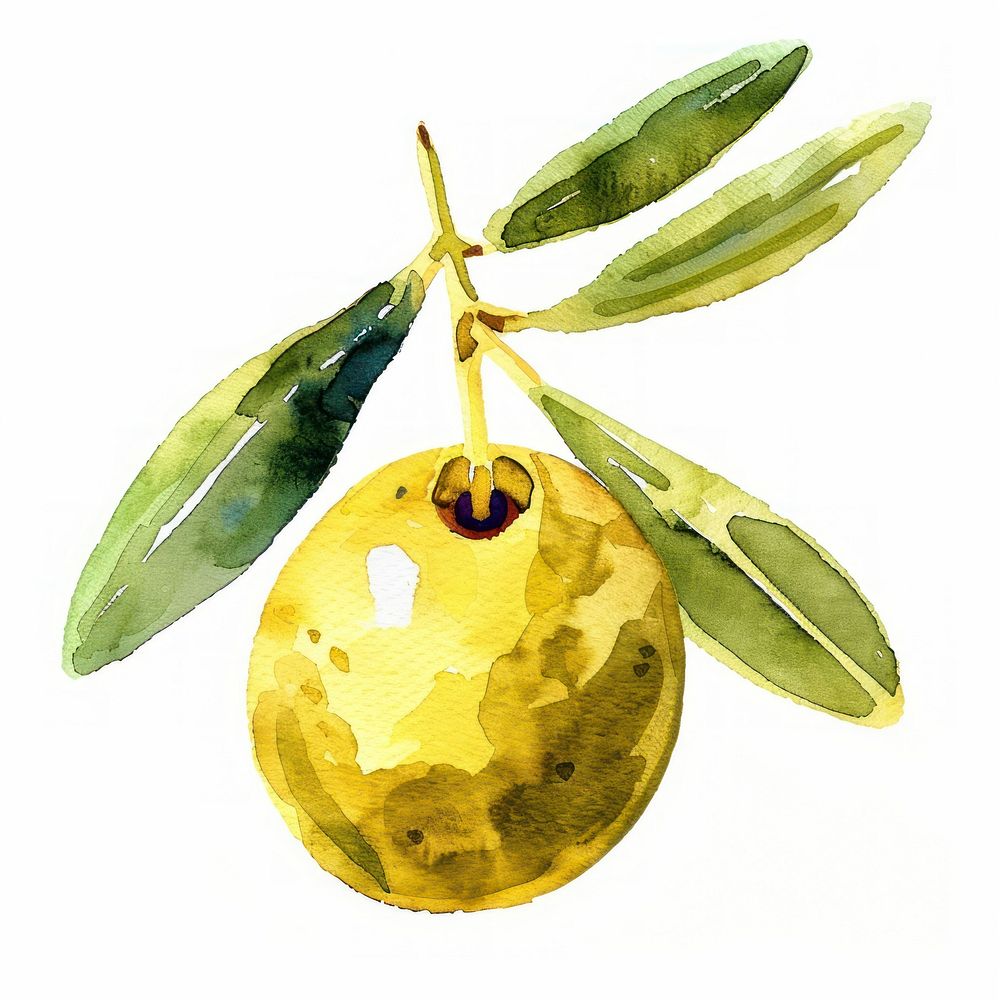 An isolated fresh olive illustration watercolor vibrant.