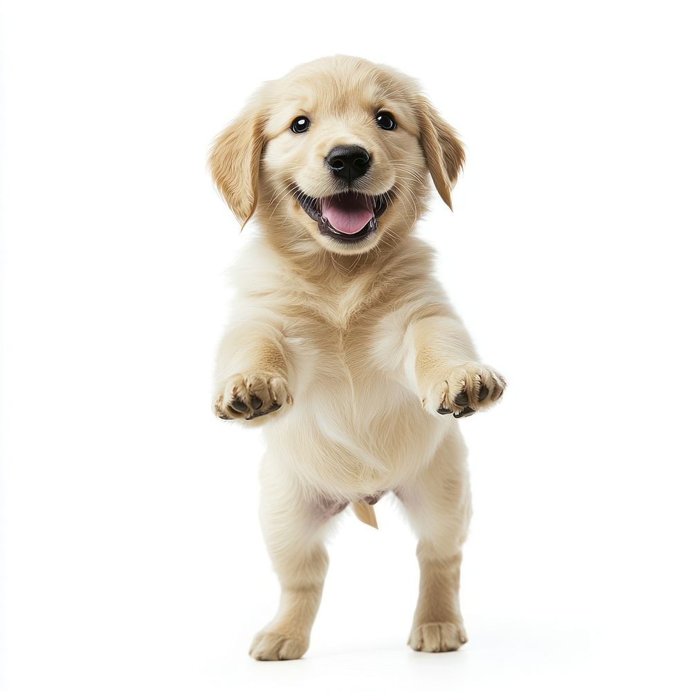 A golden retrieval puppy happy standing with two legs animal background white.