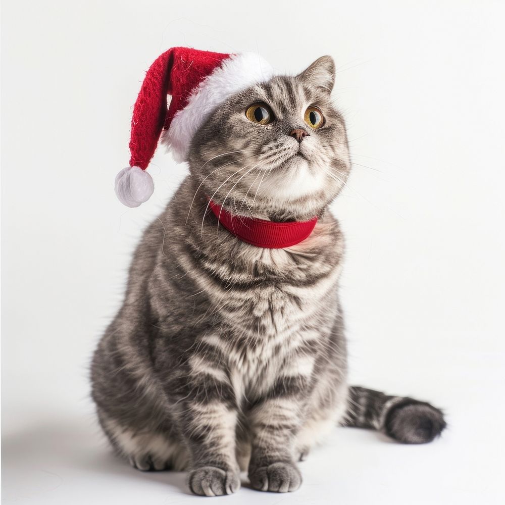 Cat wearing a santa hat cute pet red.