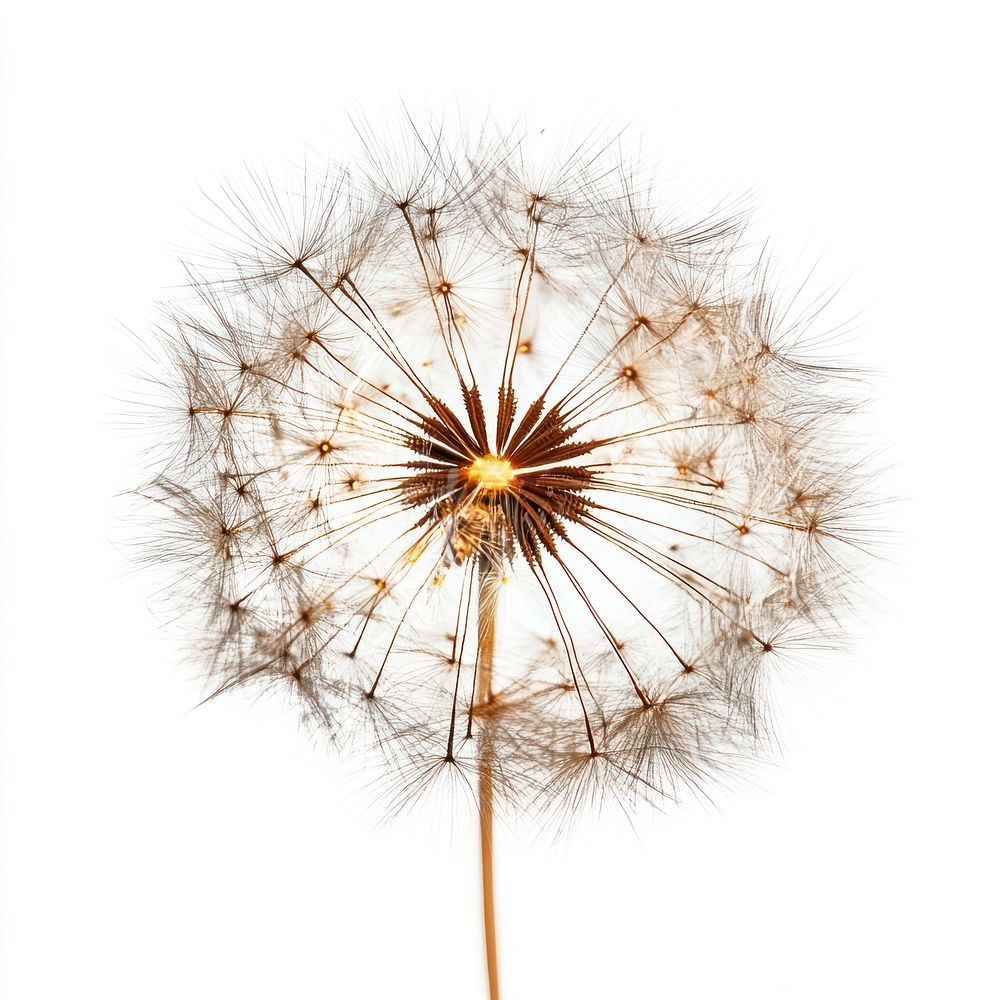 Photo of Fireworks background dandelion plant.