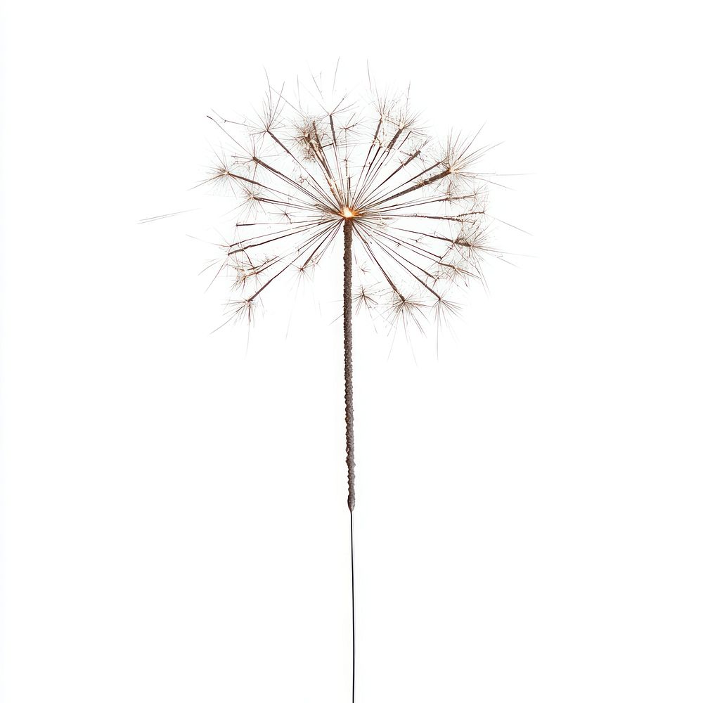 Photo of Sparklers background dandelion white.