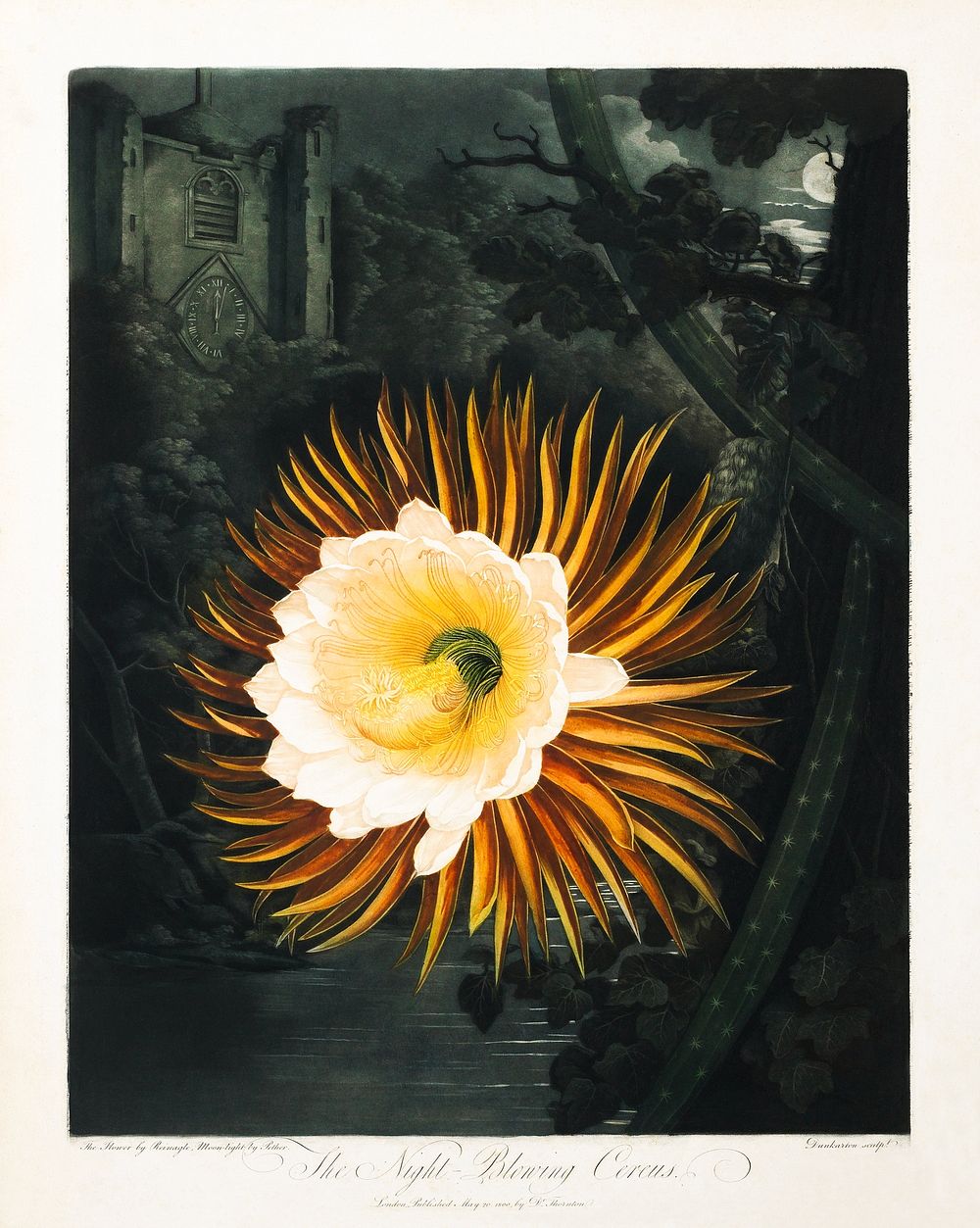 The Night-Blowing Cereus (1800) print in high resolution by Robert John Thornton. Original from the Minneapolis Institute of…