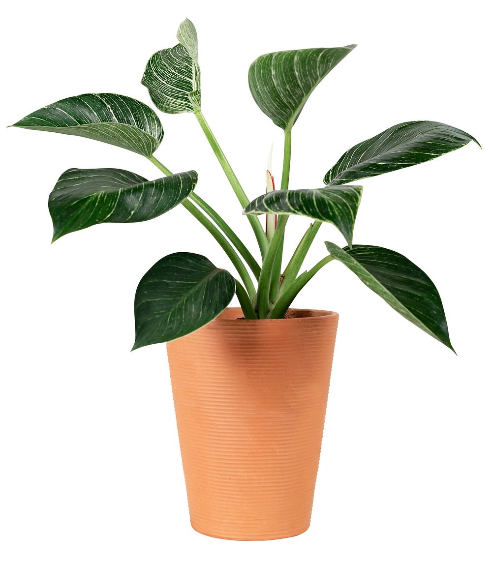 A lush green potted plant with broad leaves in a terracotta pot. The plant's vibrant leaves and terracotta pot create a…