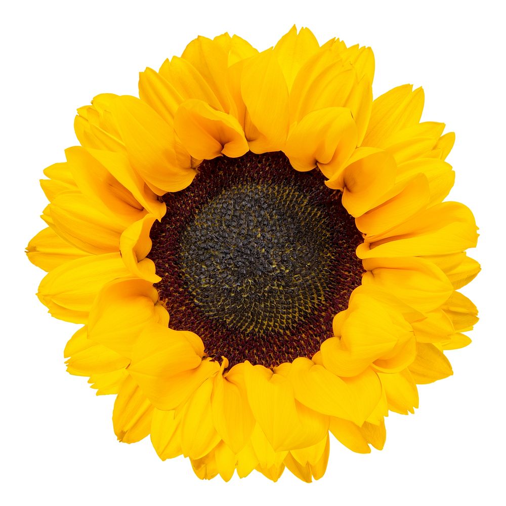 Bright yellow sunflower with vibrant petals. Sunflower center is dark and textured. Sunflower petals radiate outward.…