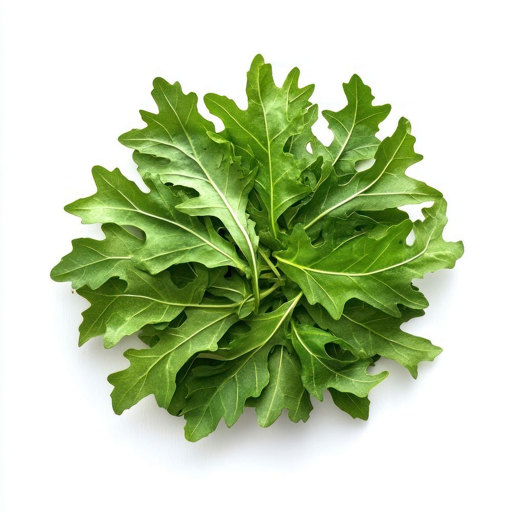 1 real frillice leaf salad leaves vegetable arugula.