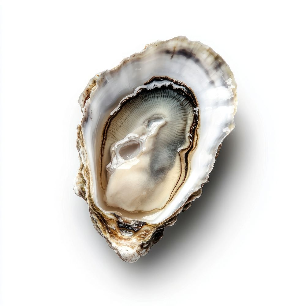 One real raw oyster seafood white invertebrate.