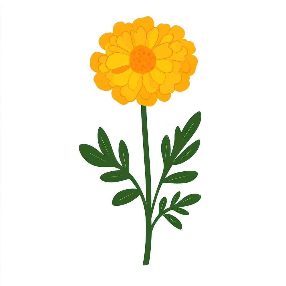 Marigold illustration flower petals.