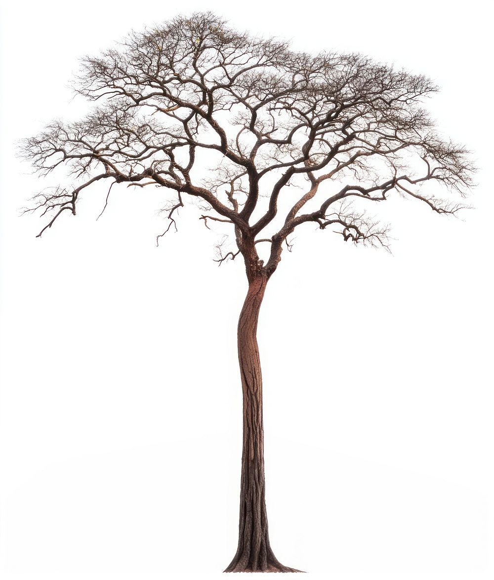 Mahogany tree isolated art photography.