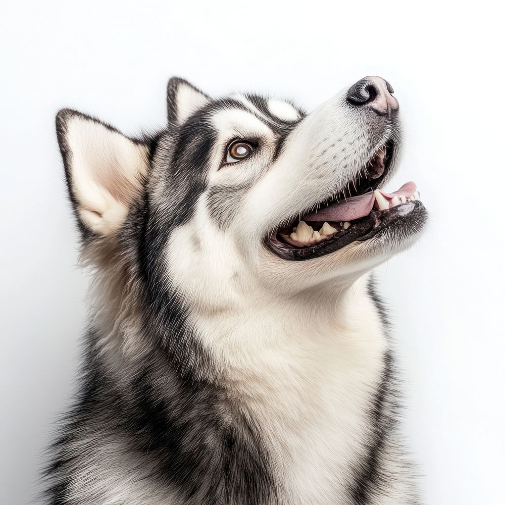 Alaskan Malamute dog canine husky.