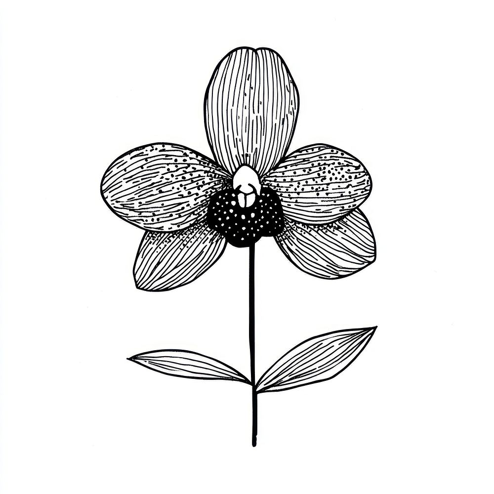 Orchid flower illustration drawing orchid.