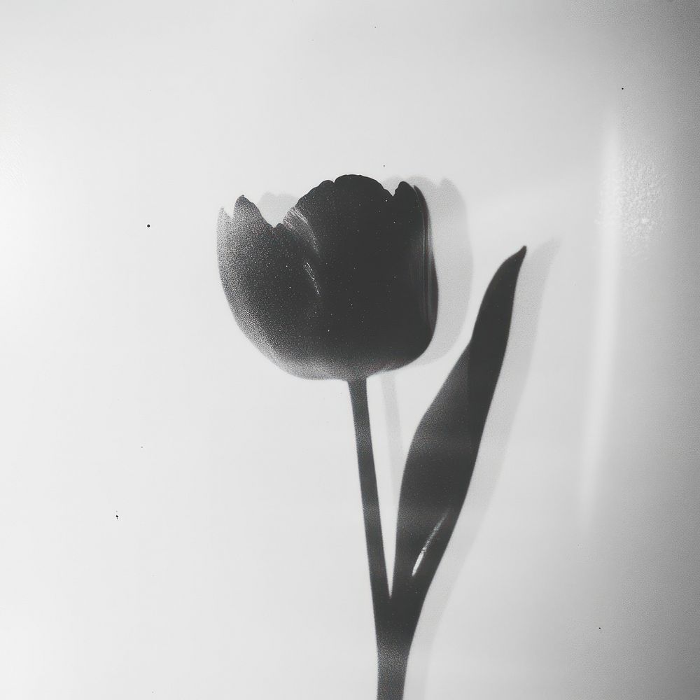 Tulip flower tulip black art.