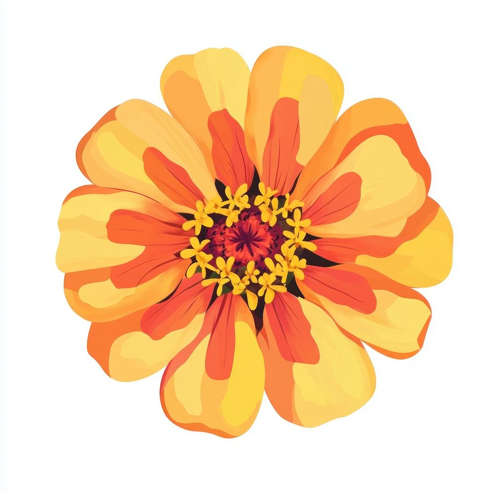 Real zinnia illustration flower petals.