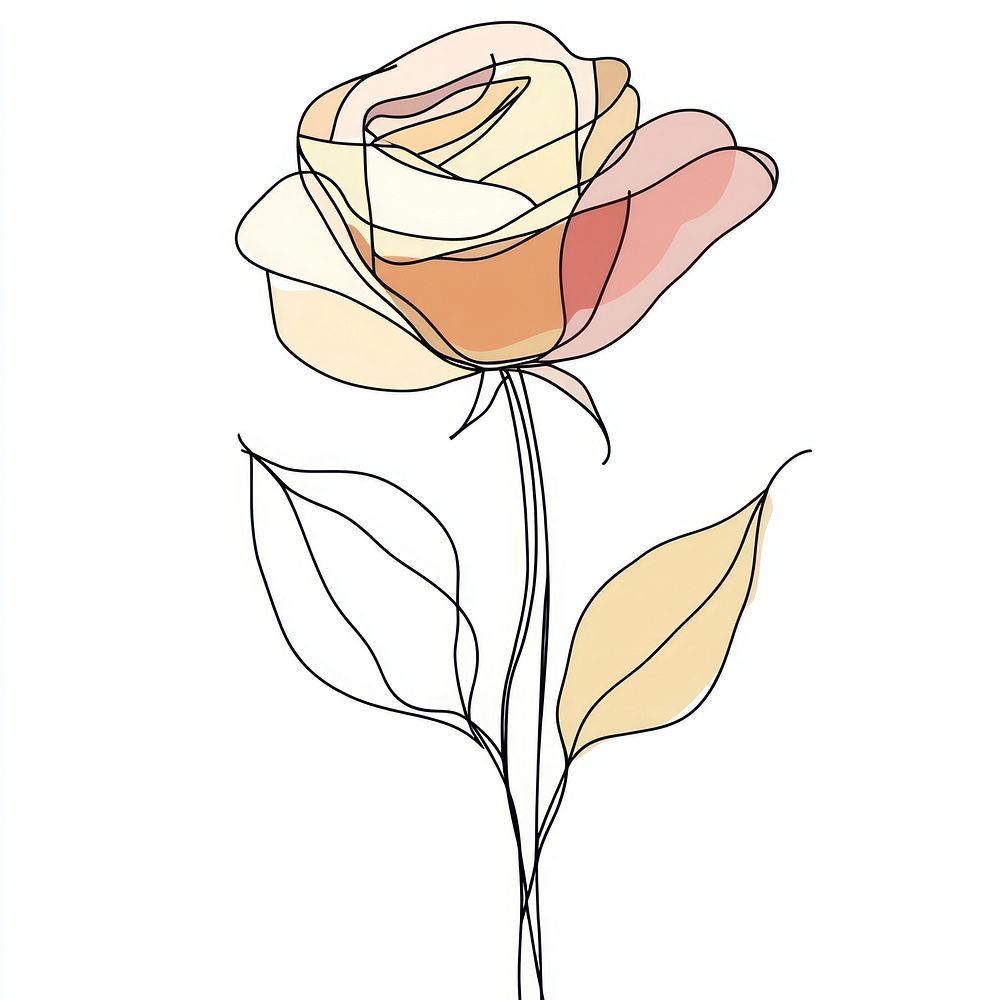 Rose flower drawing line art.