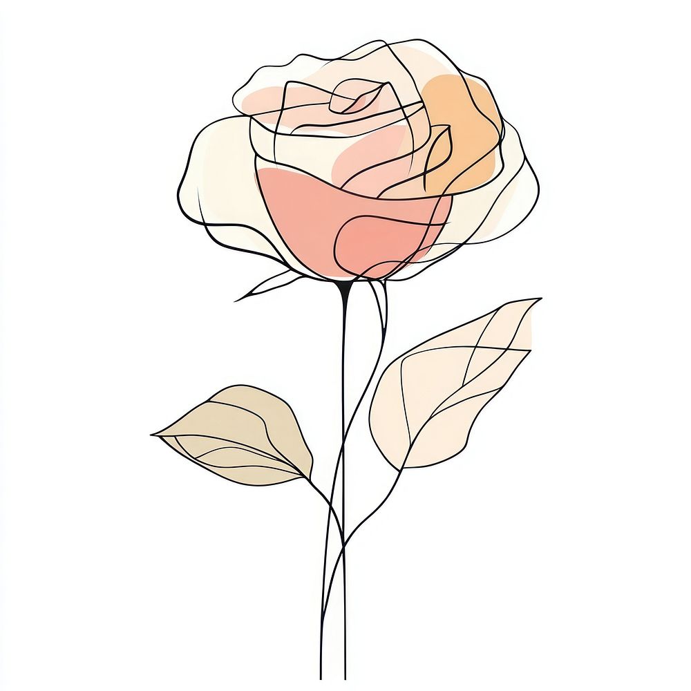 Rose flower drawing line art.