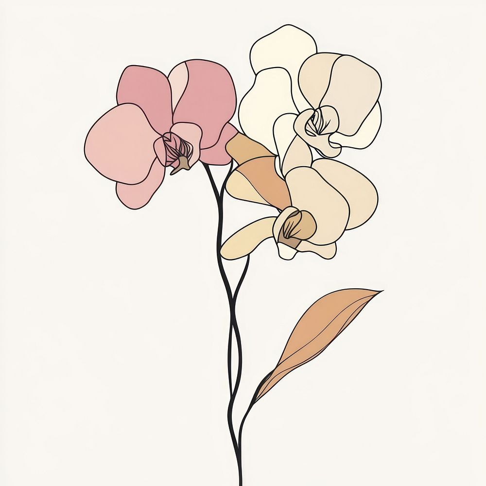 Orchid drawing flowers colors.