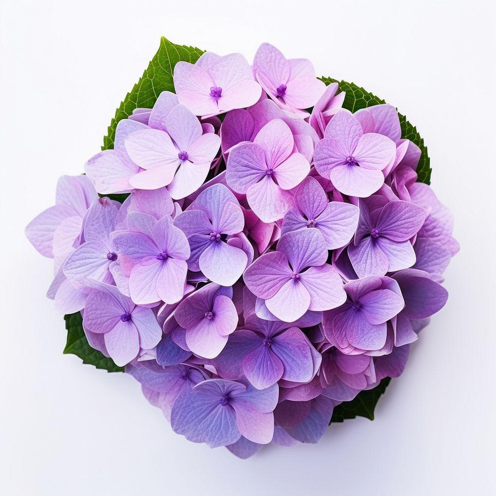 Hydrangea hydrangea vibrant flower.