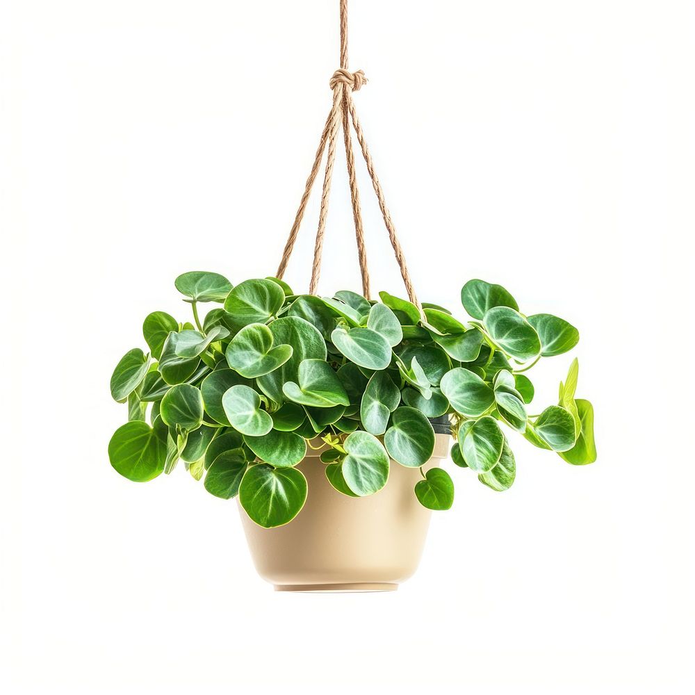 Peperomia plant hanging leaves.