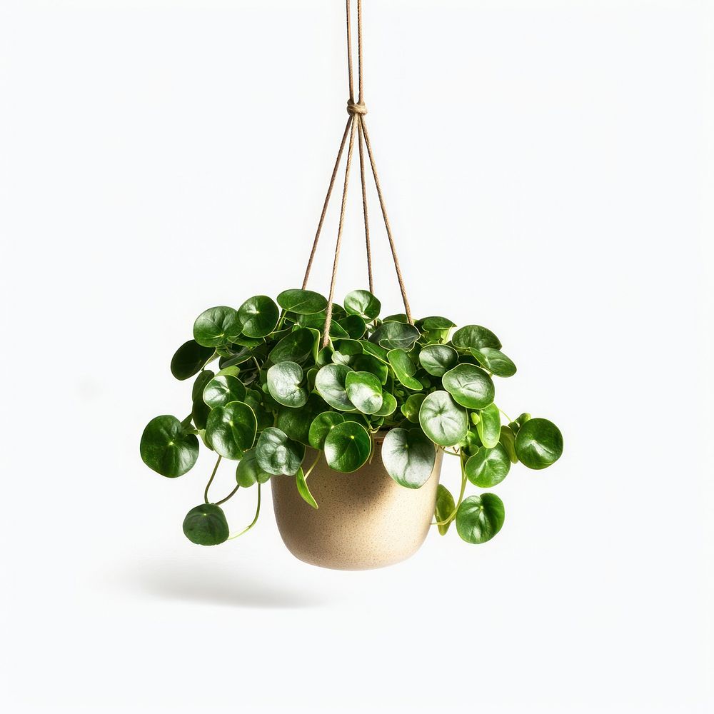 Pilea plant pot hanging.