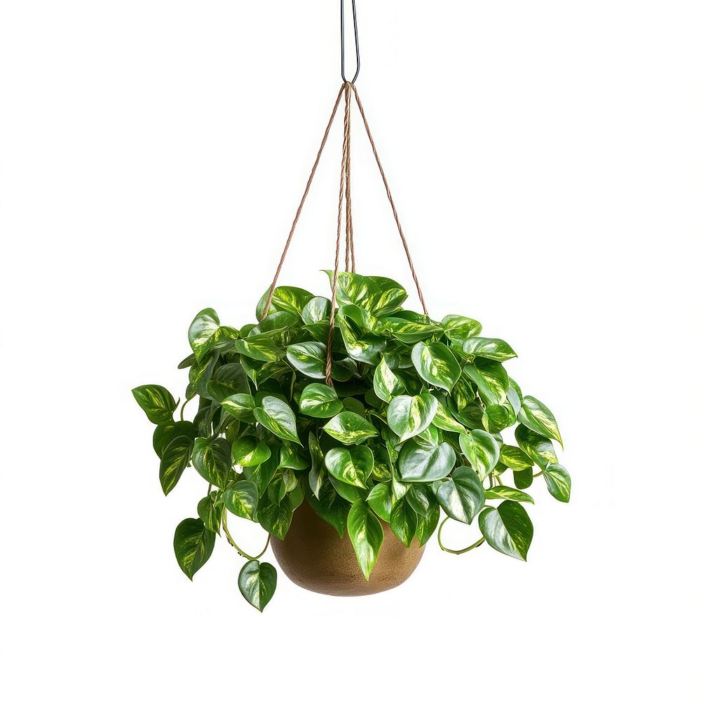 Pothos plant houseplant hanging.