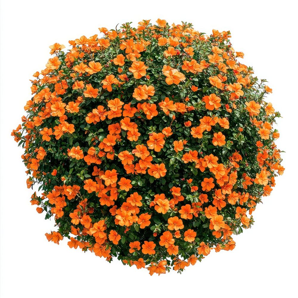 Real orange flower bushes flowers plant orange flowers.