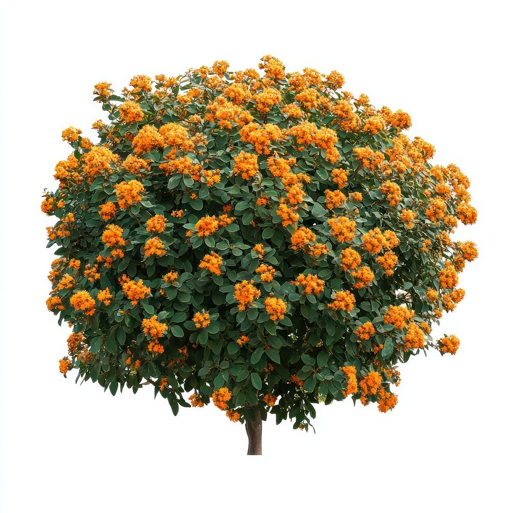 Real orange flower bushes flowers plant tree.