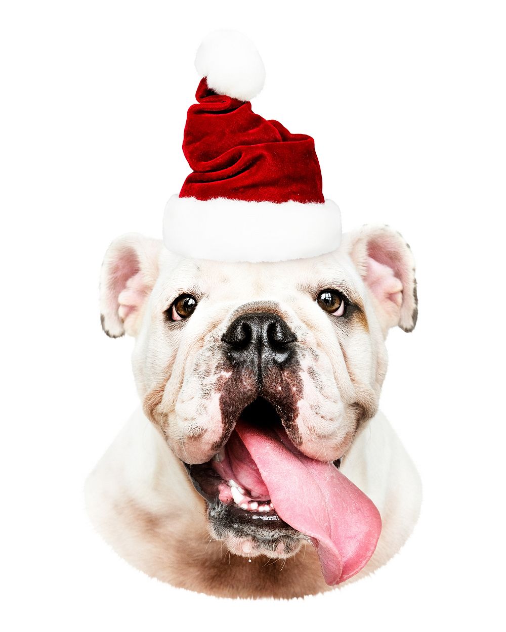 Bulldog wearing a Santa hat with tongue out. Festive bulldog in a Santa hat. Cute bulldog with a red hat. Christmas bulldog…