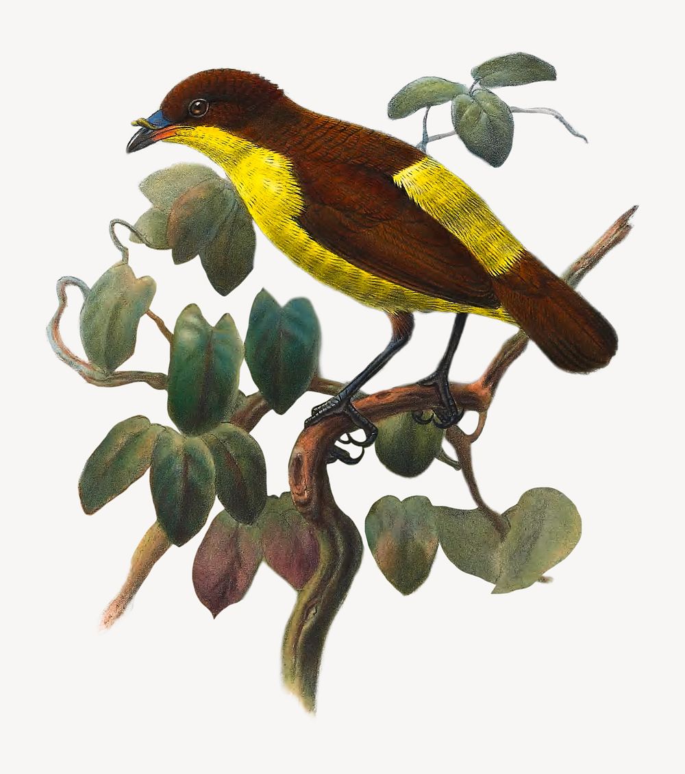 Loboparadisea Sericea, Rothschild. from Monograph of the Paradiseidae, vintage bird illustration. Remixed by rawpixel.