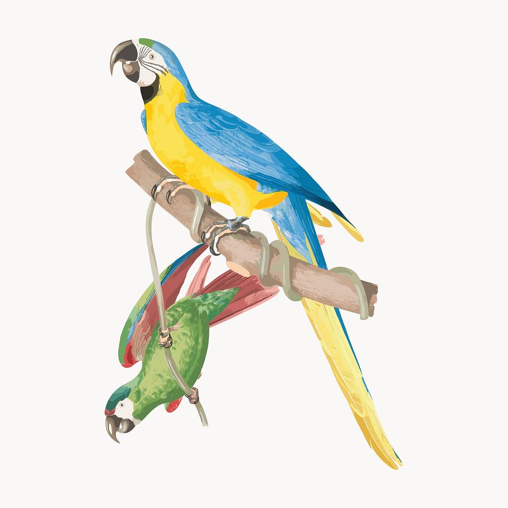 Blue-and-yellow macaw from History of the birds of Brazil, vintage illustration vector. Remixed by rawpixel.