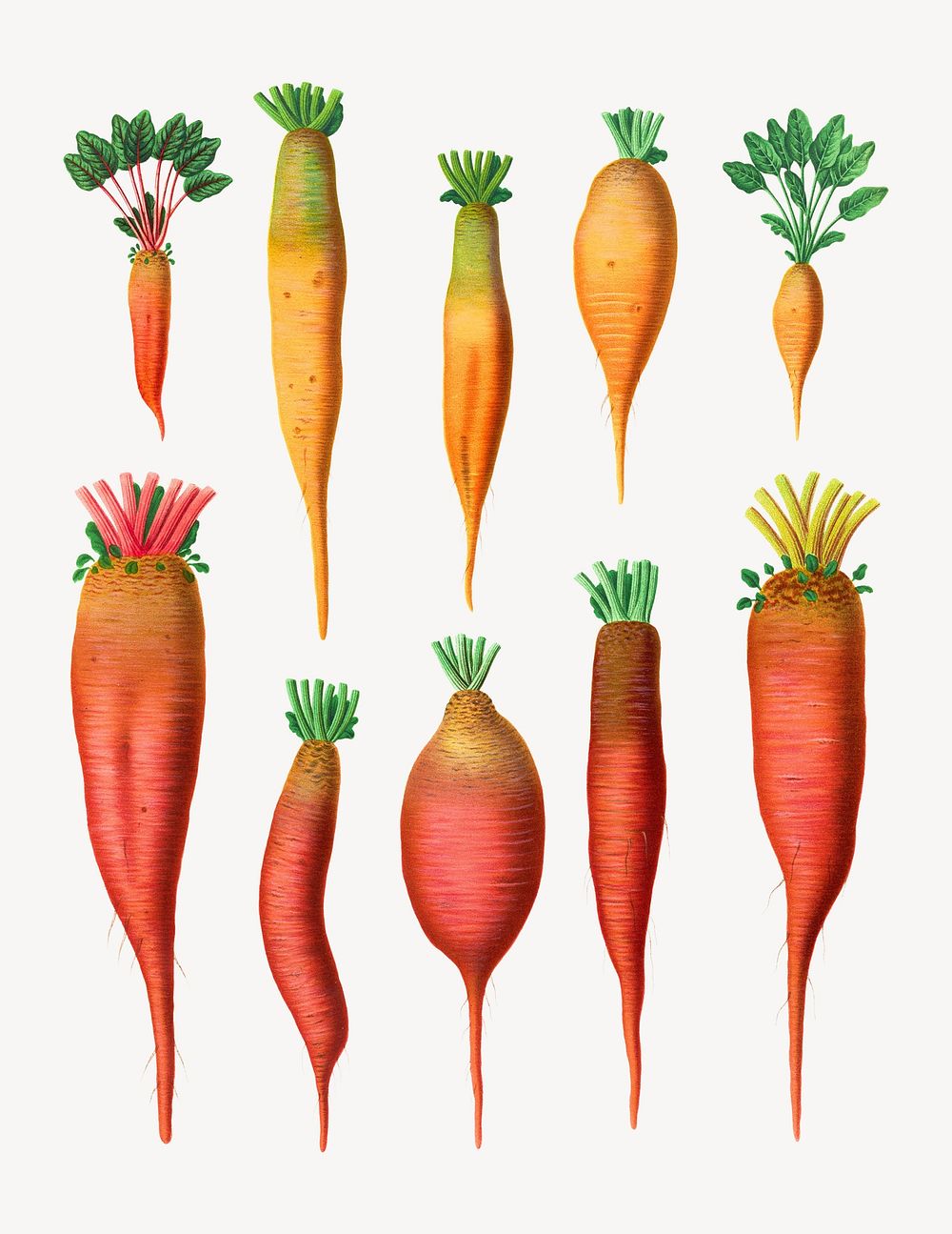 Mangold Wurzels, vintage vegetable illustration set psd. Remixed by rawpixel.