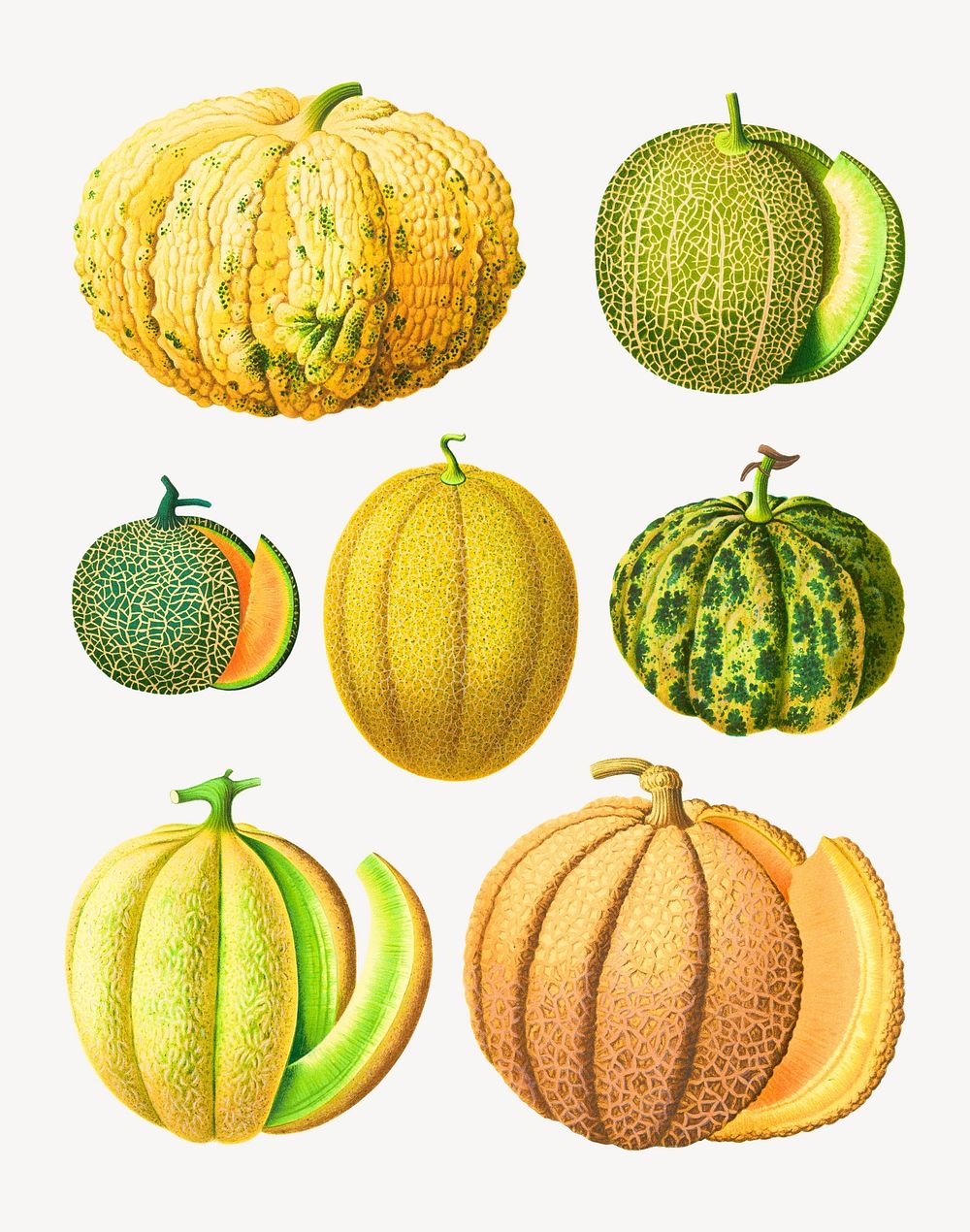 Melons, vintage vegetable illustration set psd. Remixed by rawpixel.