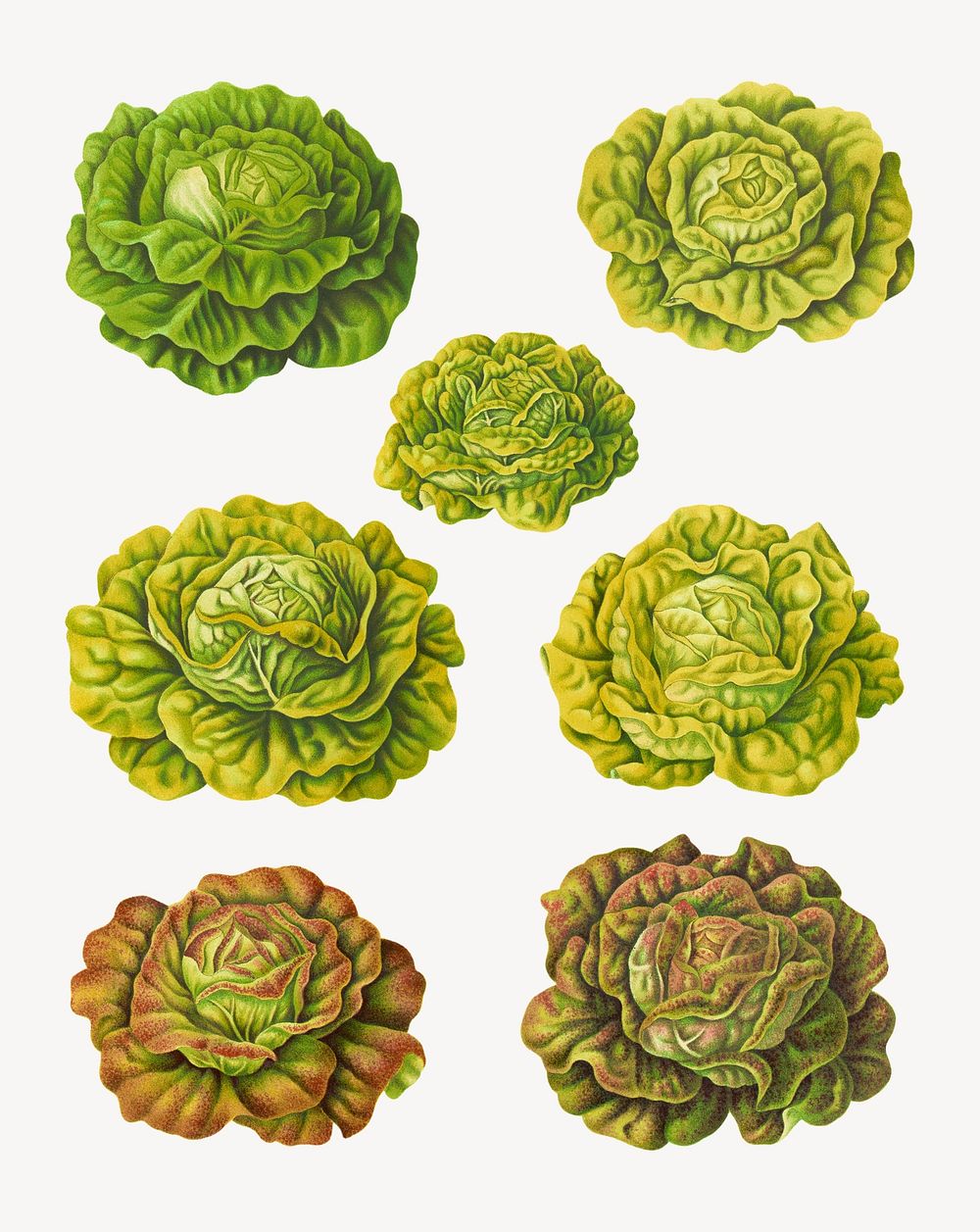 Lettuces – Cabbage Varieties, vintage vegetable illustration set psd. Remixed by rawpixel.