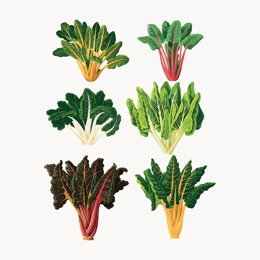 Beet or Swiss Chard, vintage vegetable illustration set vector. Remixed by rawpixel.