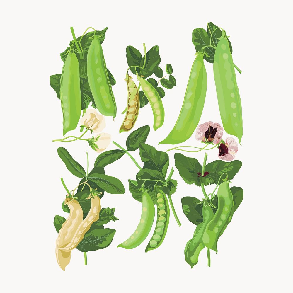 Sugar, or Edible-podded Peas, vintage vegetable illustration set vector. Remixed by rawpixel.