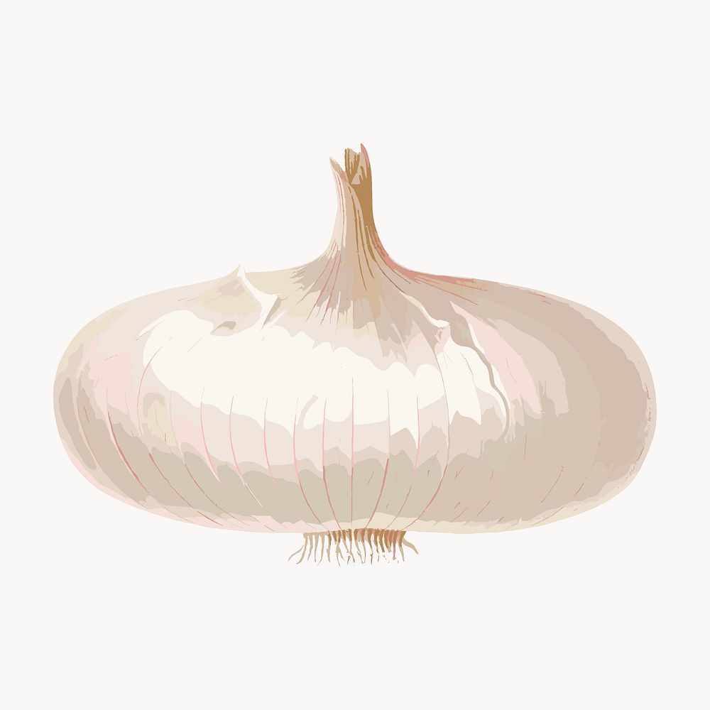 Detailed garlic illustration, natural colors vector. Remixed by rawpixel.