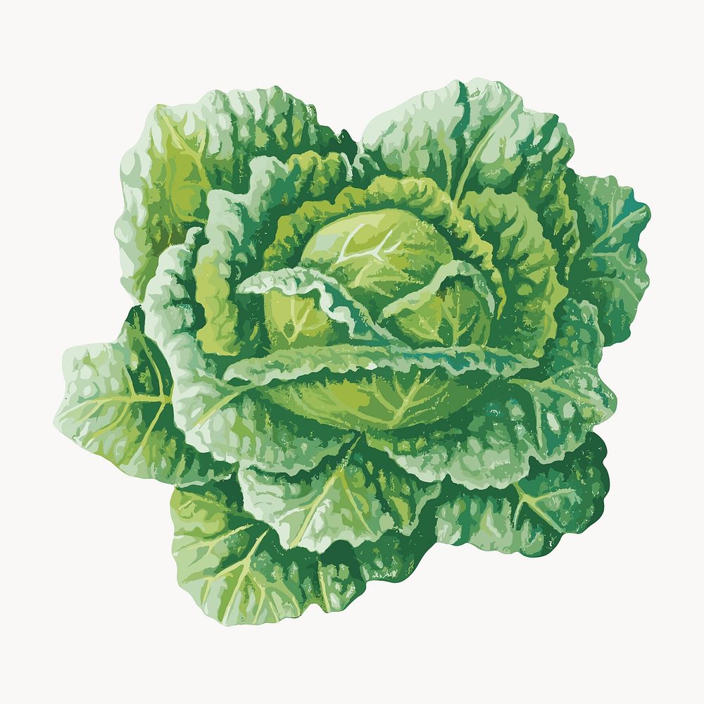 Fresh green cabbage illustration vector. Remixed by rawpixel.