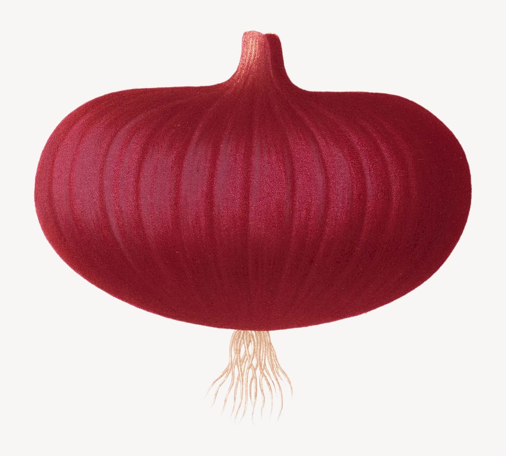 Vintage red onion illustration art isolated on white. Remixed by rawpixel.