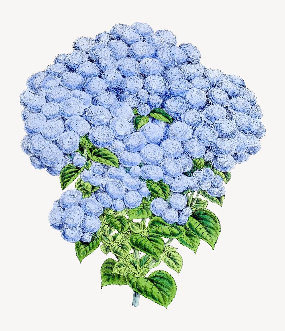 Blue hydrangea vintage illustration. Remixed by rawpixel.