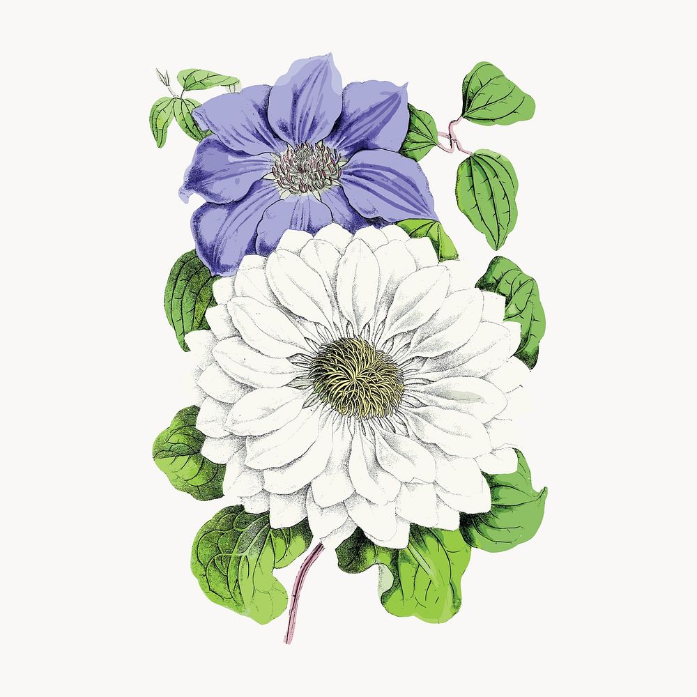 Clematis williamsii and Clematis florida vintage illustration vector. Remixed by rawpixel.