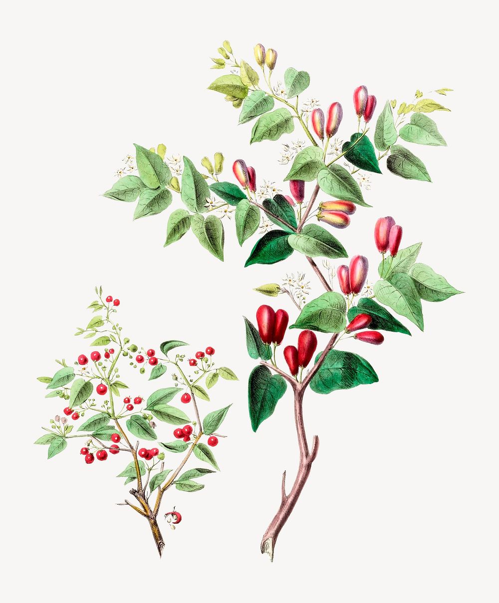 Pimento Pepper Plant from Flore d'Amérique, vintage botanical illustration. Remixed by rawpixel.