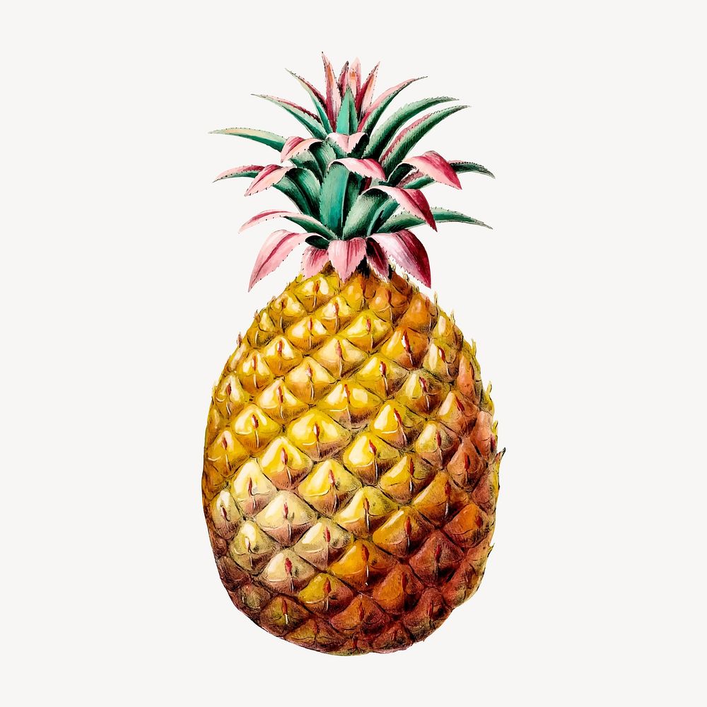 Pineapple Fruit from Flore d'Amérique, vintage botanical illustration vector. Remixed by rawpixel.